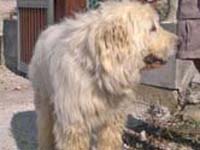 abruzzese shepherd dog male